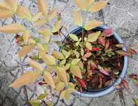 Nandina domestica "Bambu Sagrado"