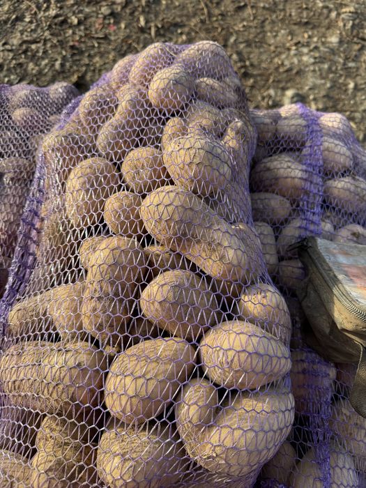 Картопля Белла роса Бельмона