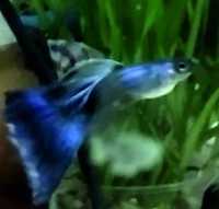 рибка Гуппі синьо-зелена