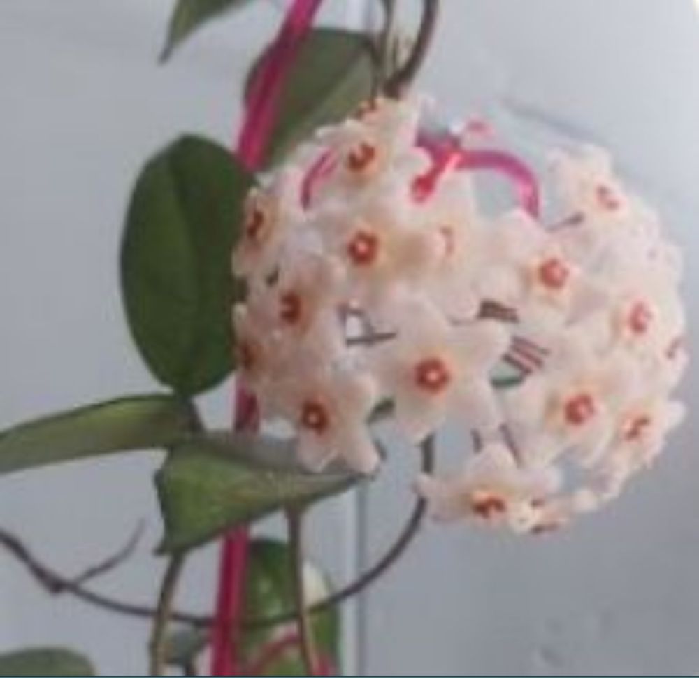 Hoya carnosa_duża