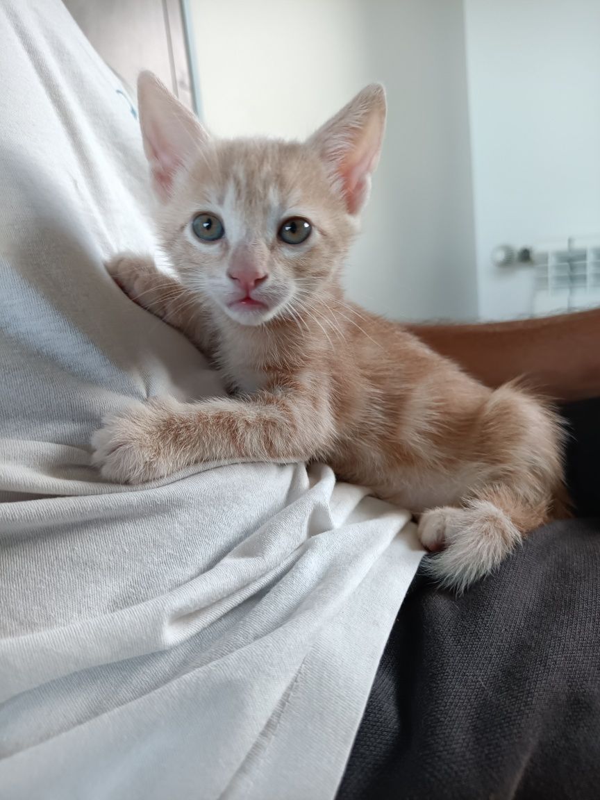 Gatinha para adoção responsável