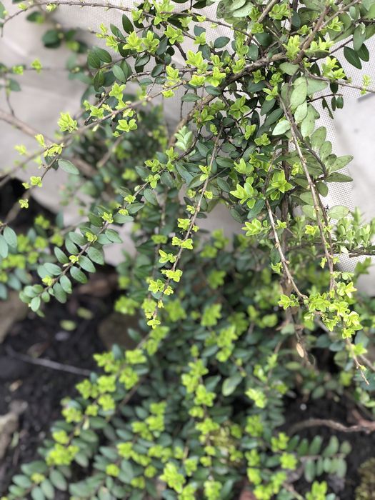 Вічно зелений кущик, жимолость шапочна та цибулини жовтого нарцизу