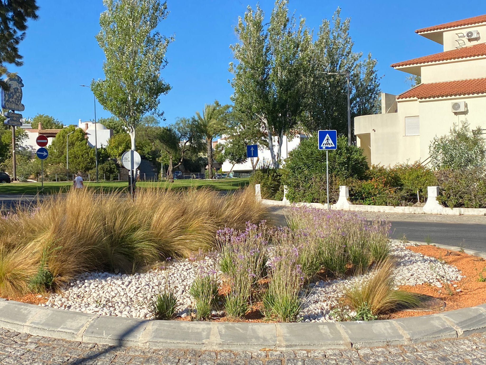 Stipa -  planta de jardim