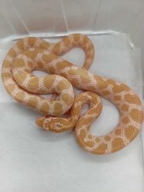 Wąż zbożowy mandarin