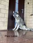 Husky Syberyjski