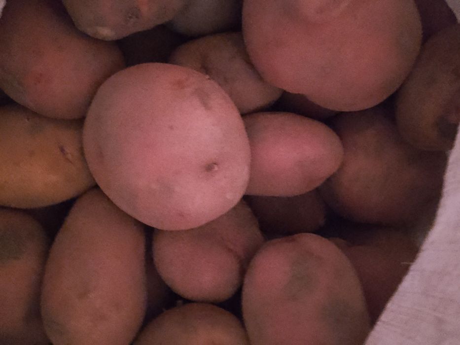 Продам картошку 10грн/кг