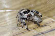 Phidippus regius samica l7