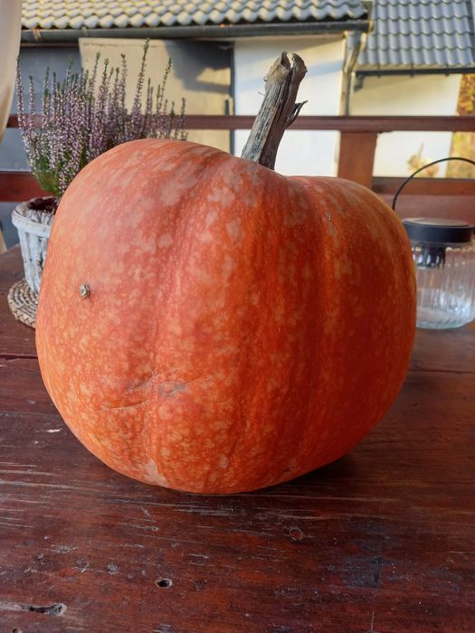 Dynie kilka ton 30groszy za kilo