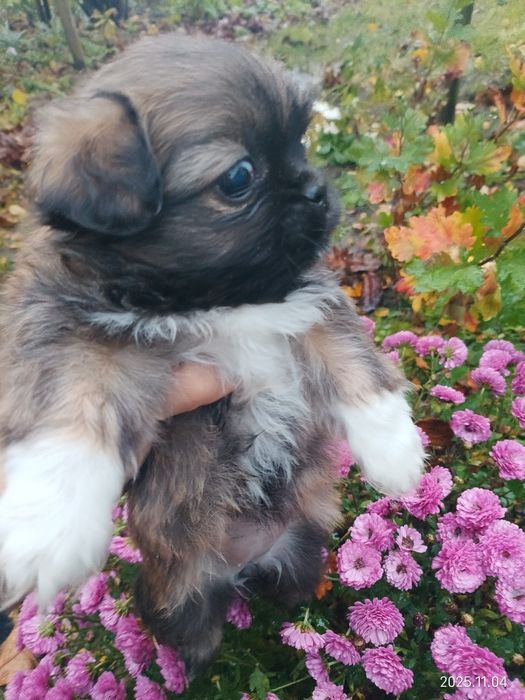 Пекінес, дівчинка, цуценя пекінеска