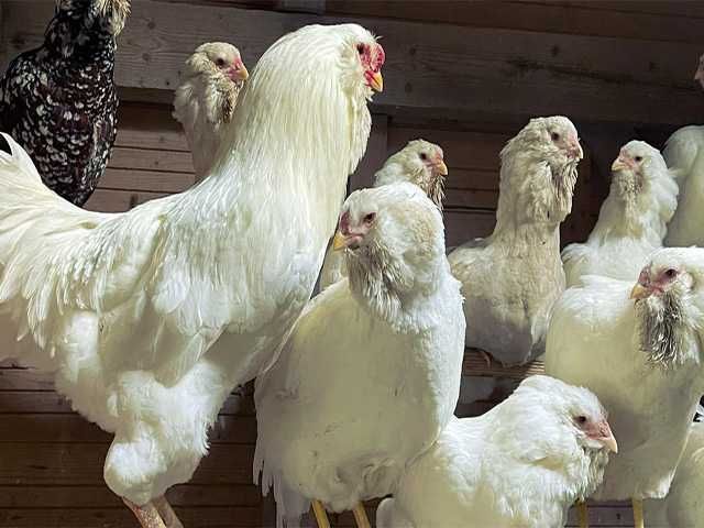 Яйцо на інкубацію курей Орловська чорна, мармурова, біла.