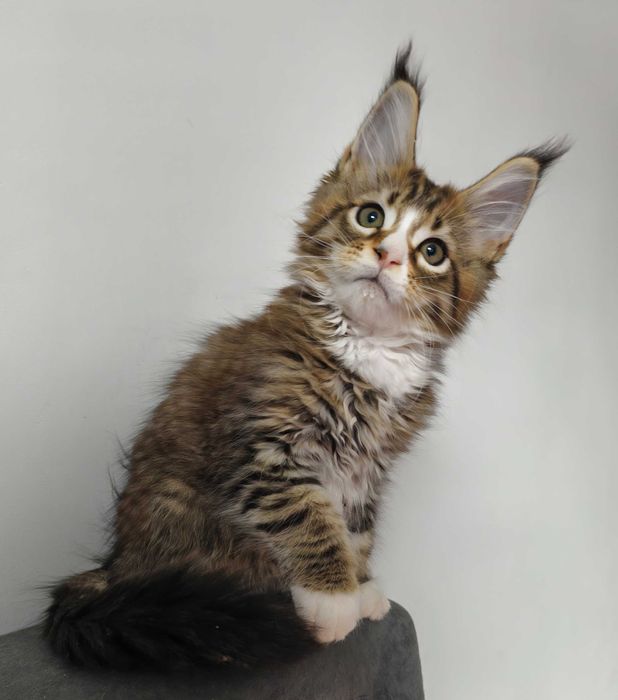 Maine Coon cudny kocurek