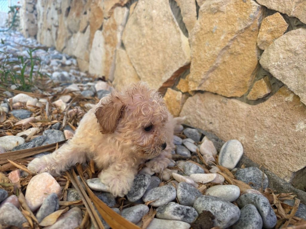 Cachorro Caniche Toy
