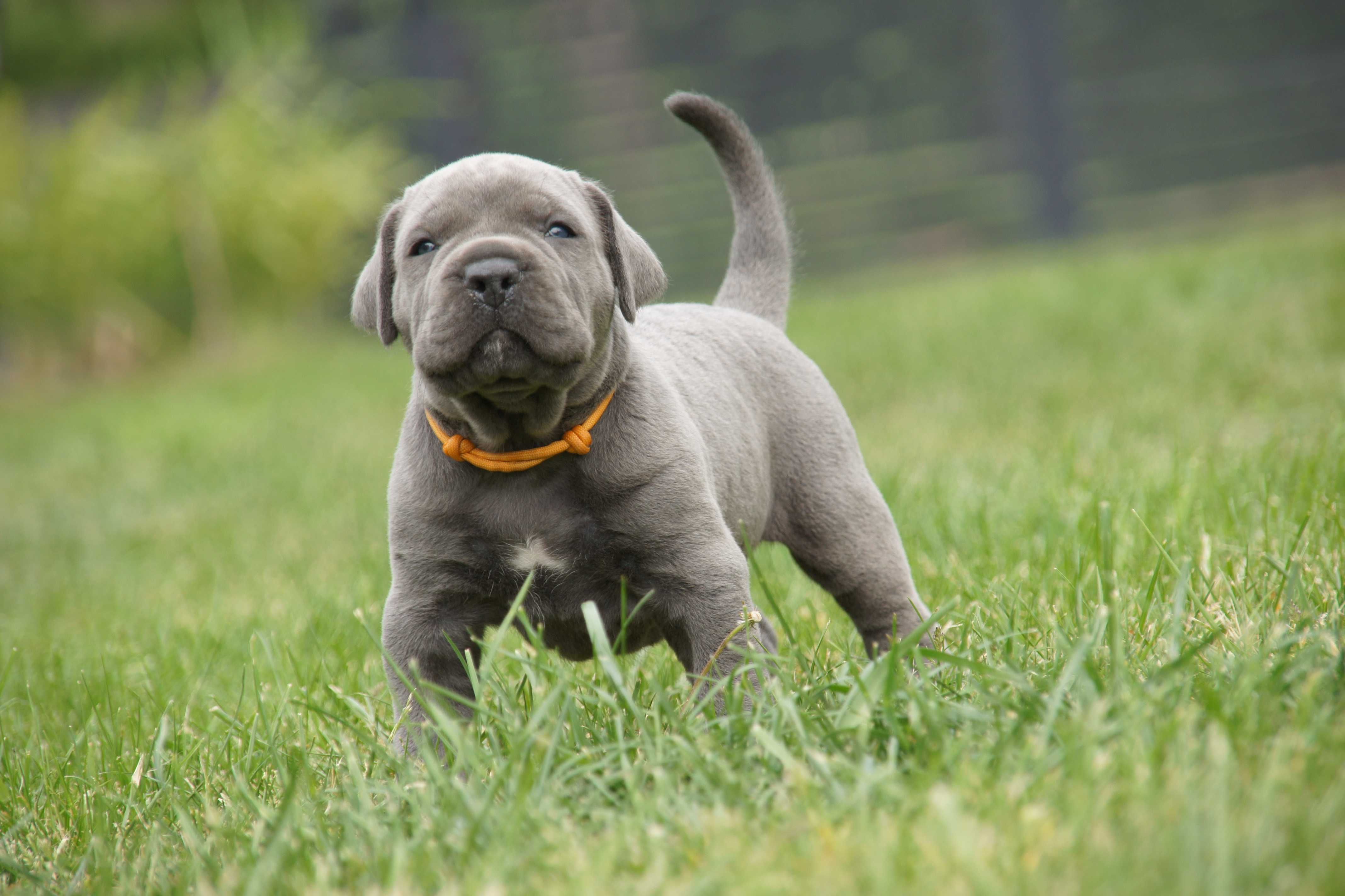 Pies Cane Corso Italiano ZKwP/FCI o/Wrocław