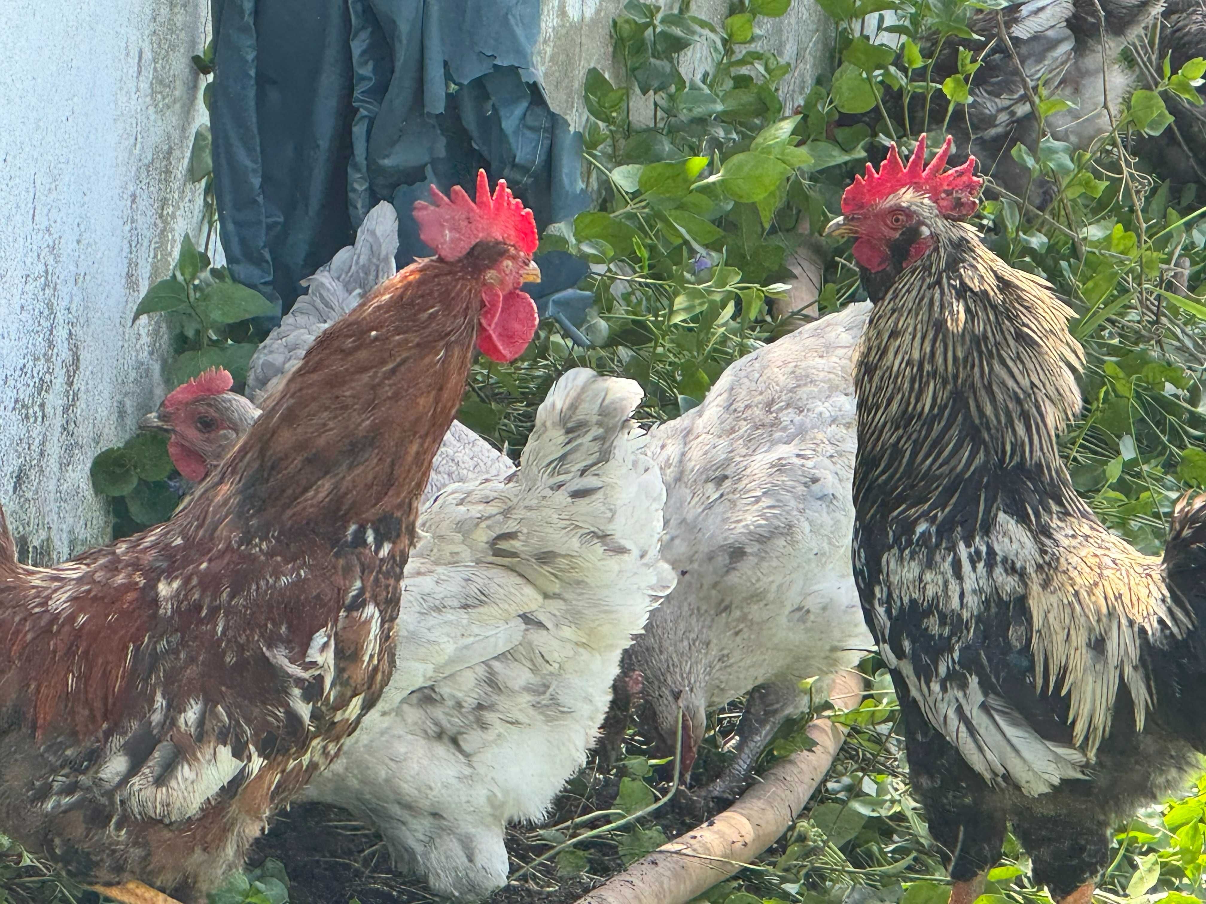 Galos e Galinhas caseiras criadas ao ar livre