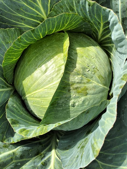 Sprzedam kapustę 3 zł/szt