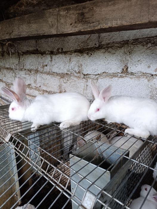 Продам кролів 2-х місячних
