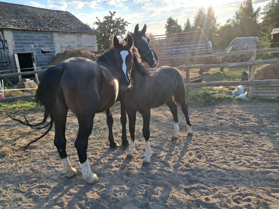Sprzedam ogierka Śląskiego