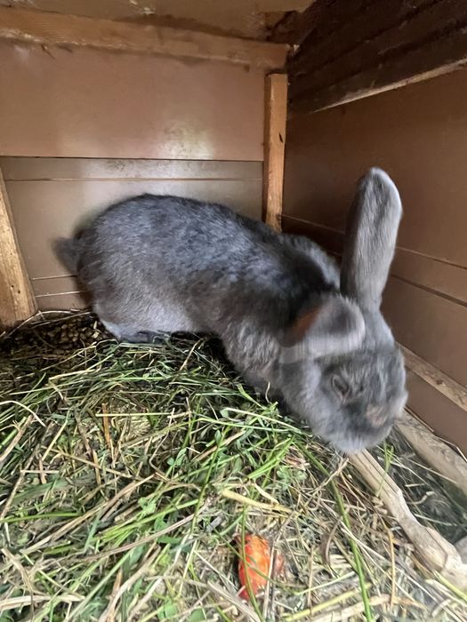 Młode króliki wiedeńskie