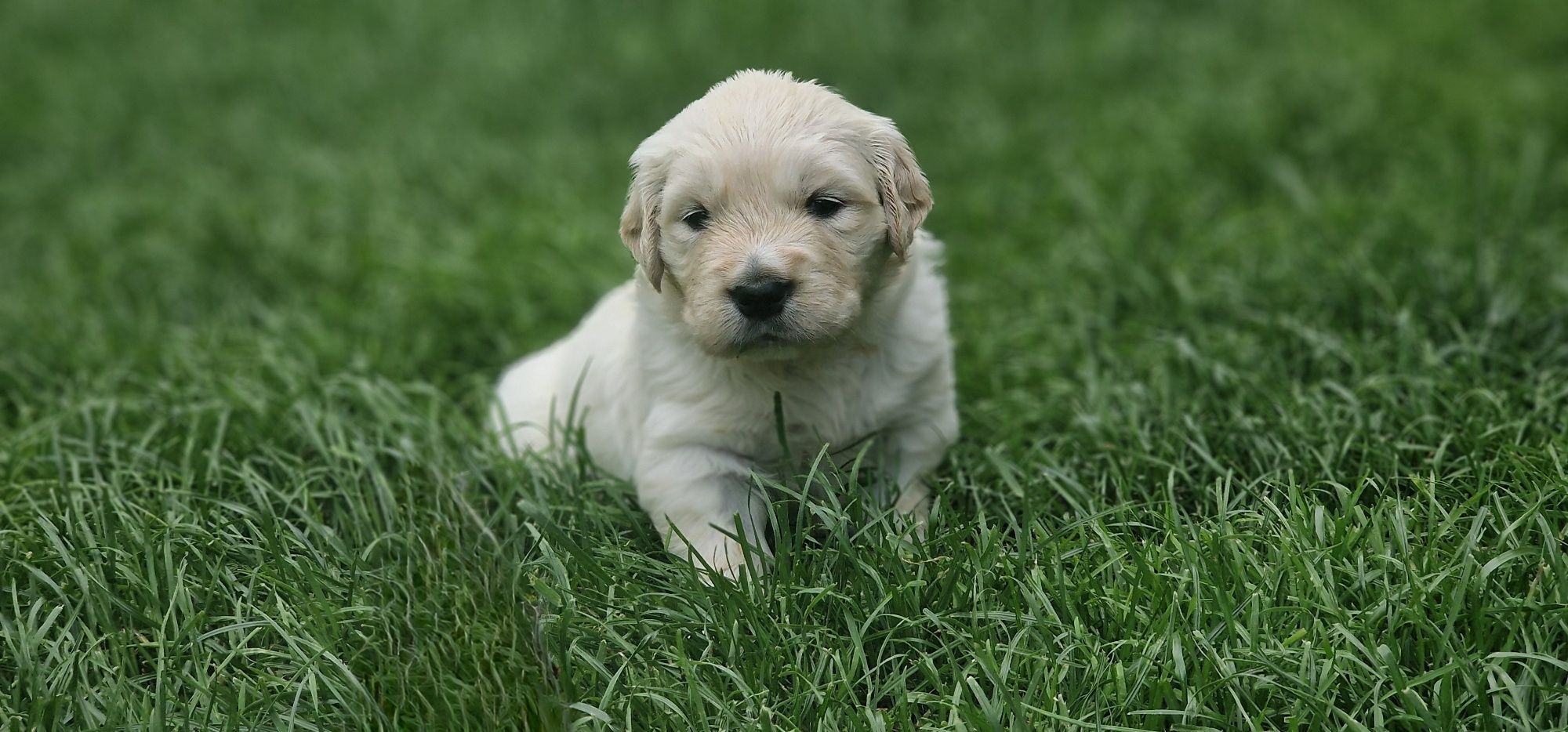 Golden Retriever FCI