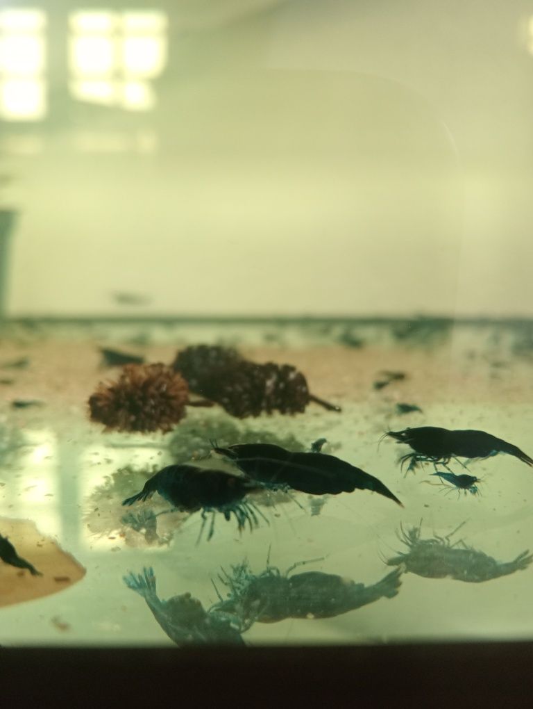 Neocaridinas "blue demon"