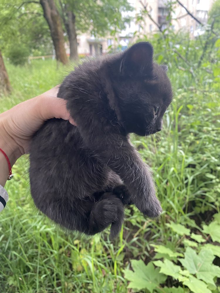 Кошенятка в добрі руки