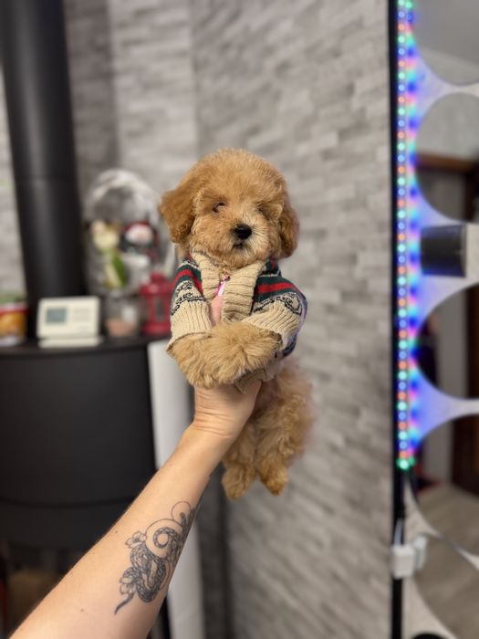 Мальтипу малыш не большого размера