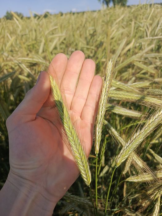 Żyto hybrydowe serafino, vinetto,  SU Arvid