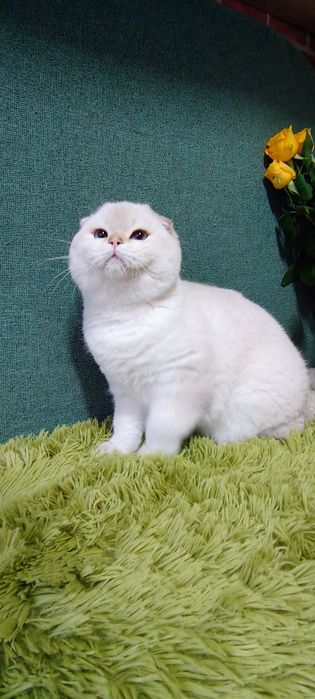 Szkocki kocurek fold szynszyla point wcf