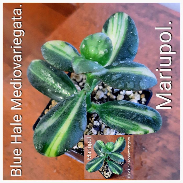 Редкие сорта крассул, денежных деревьев, толстянок.