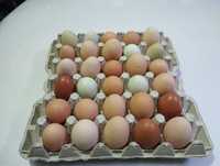 Jajko wiejskie  z chowu ekologicznego od 1zł sztuka