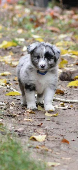 Miniaturowy Owczarek Amerykański- suczka blue merle