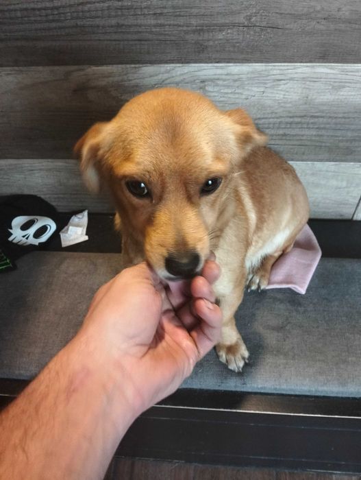 Małe pieski 2 suczki