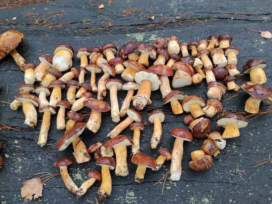 Grzyby suszone . Zbiory 2025. Pełen karton