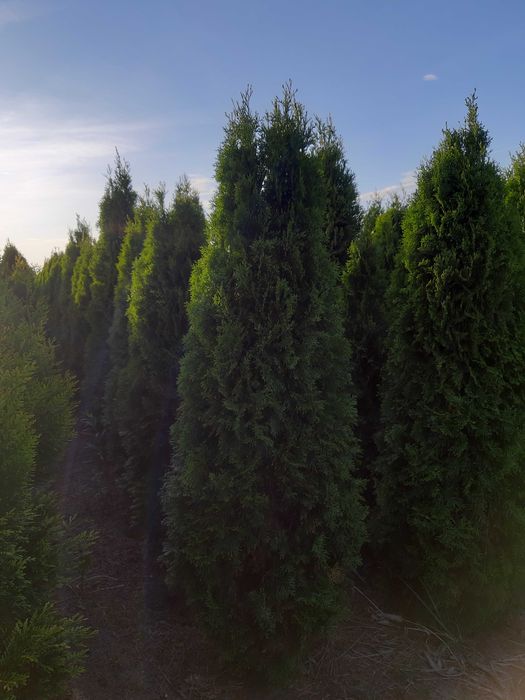 Thuja Smaragd 200cm z GWARANCJĄ