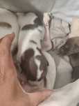 Animais para adoção