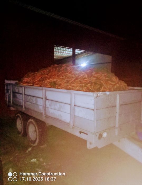 Marchew paszowa odpadowa