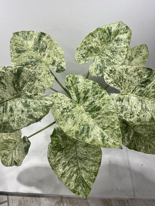Алоказия macrophylla Splash Adora Batik вариегата