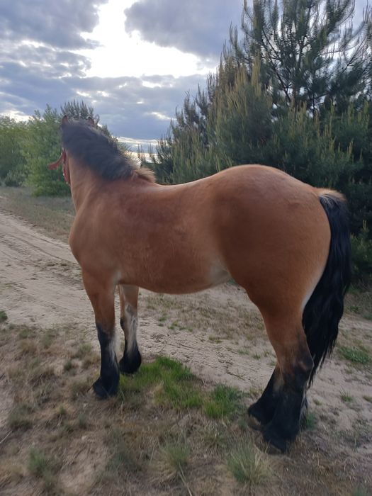 Sprzedam klacz zimnokrwistą