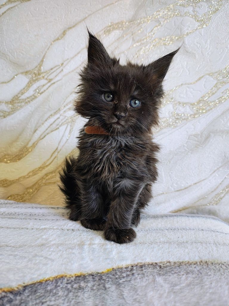 Kocurek Maine Coon