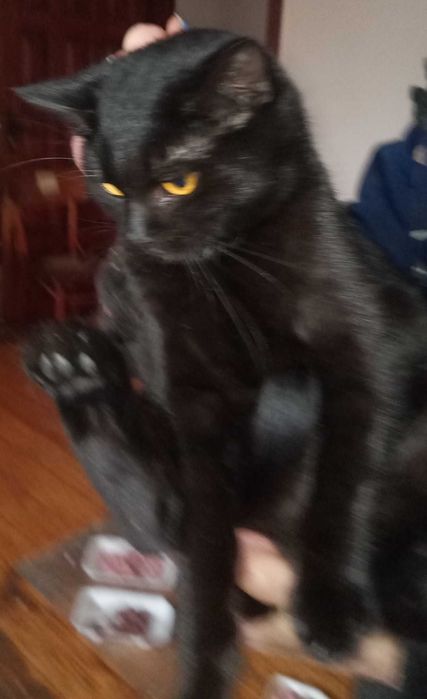 Молоді стерилізовані кішечки