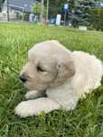 Golden retriever piesek