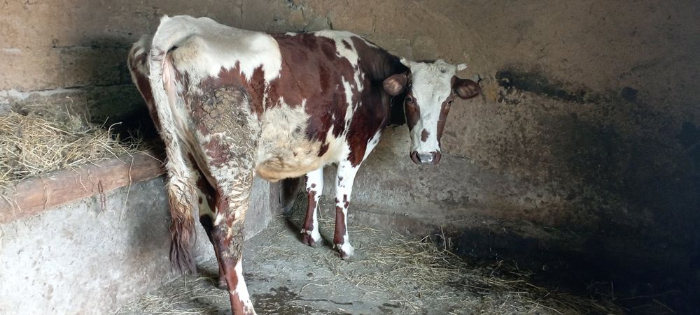 Продам айширку на хозяйство