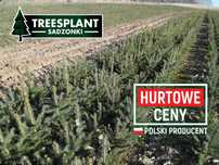 Toruń Świerk Srebrny 2/2 30cm Szkółka sadzonki pospolity jodła kaukask