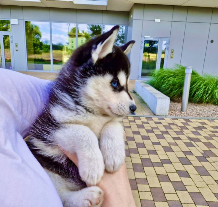 Niebieskooki szczeniak Siberian Husky międzynarodowy rodowod FCI ZKwP