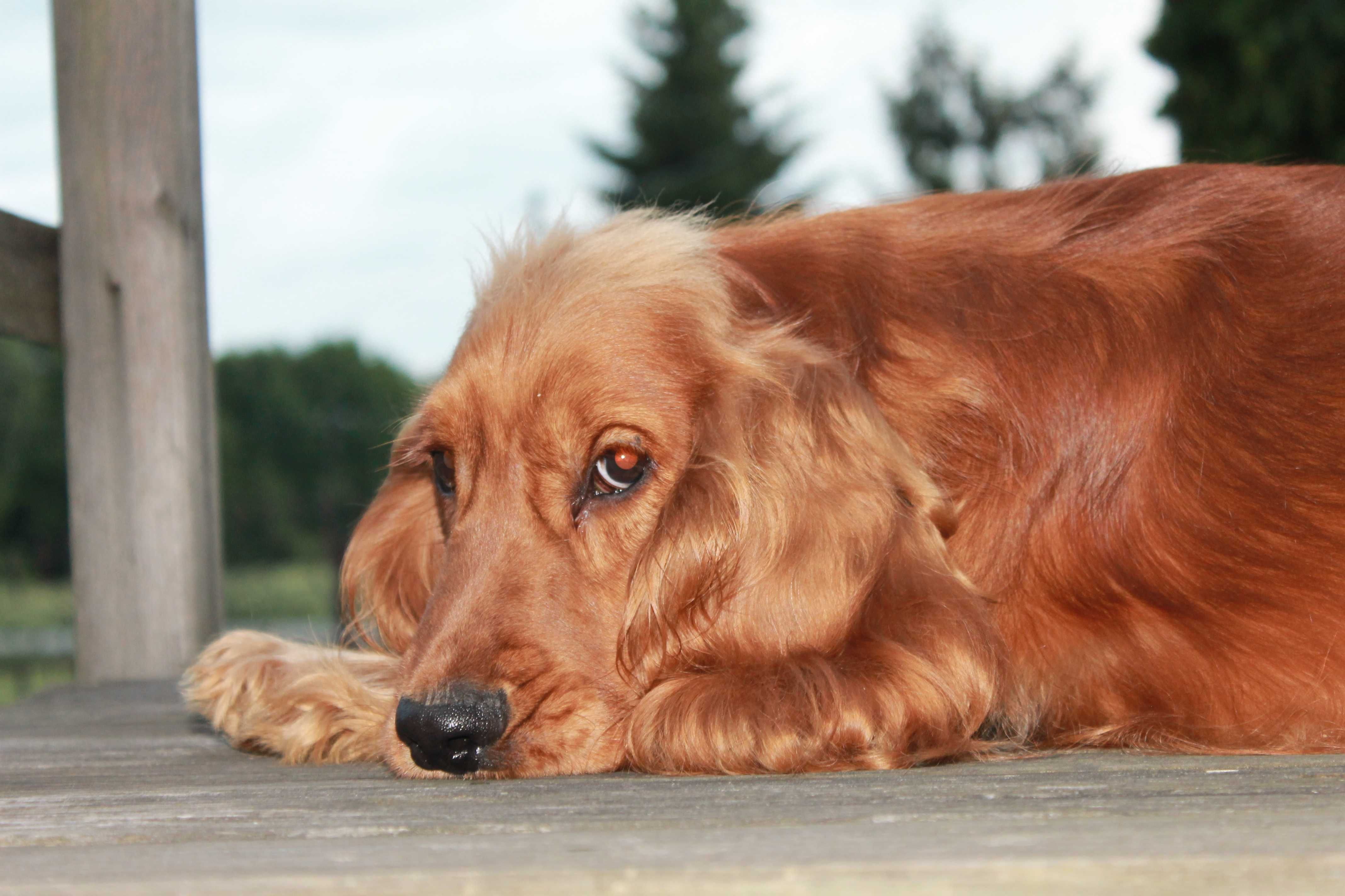 cocker spaniel piesek