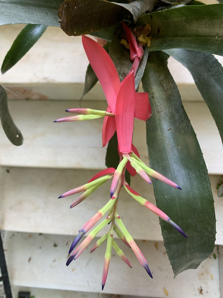Brumelia em flor com vaso de varios pes 12€