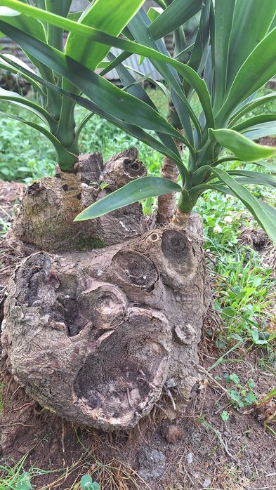 Fiteira para jardim
