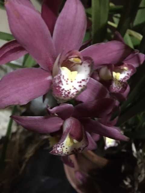 Vendo bolbos de orquídeas de exterior nas fotos.