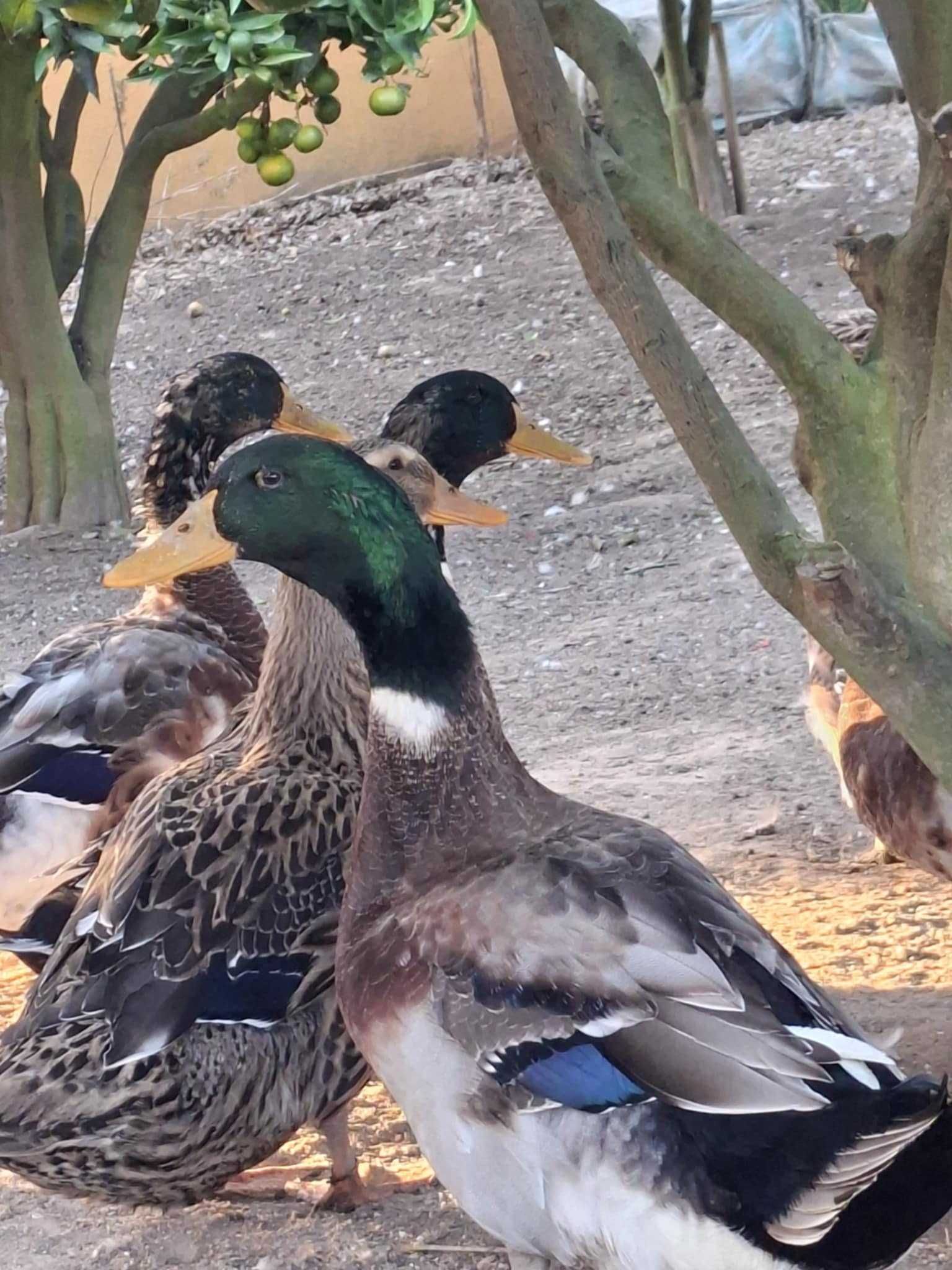 Casais de Patos Rouen nascidos este ano 2025