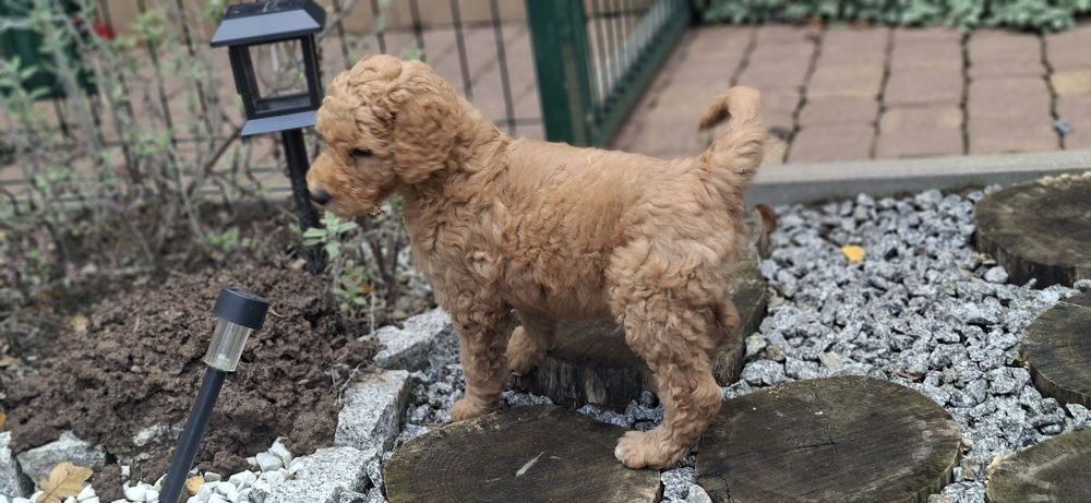 Suczka pudel królewski duży z metryką